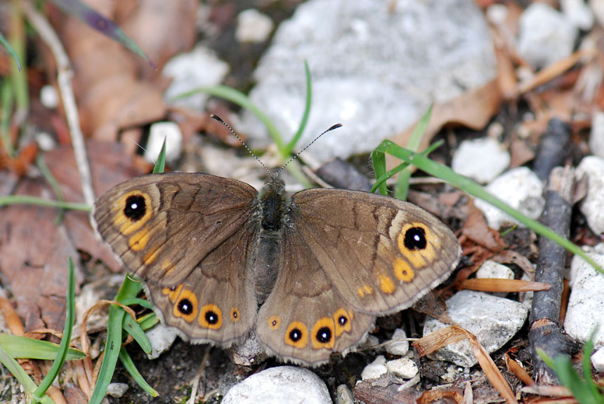 Lasiommata petropolitana